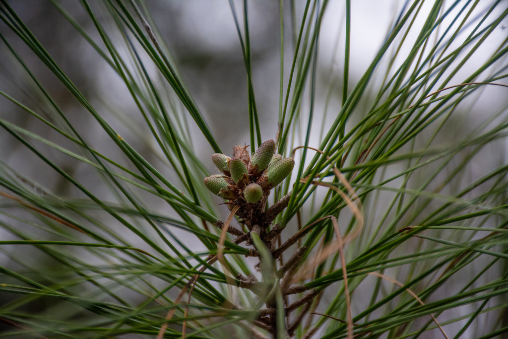 Southern pine budding... by thewatersphotos