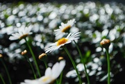 1st Mar 2021 - Field of Daisies