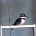 Got-Ya!  A Male Belted Kingfisher by markandlinda