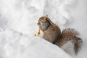 28th Feb 2021 - I'm watching you so don't even try to take my seeds.