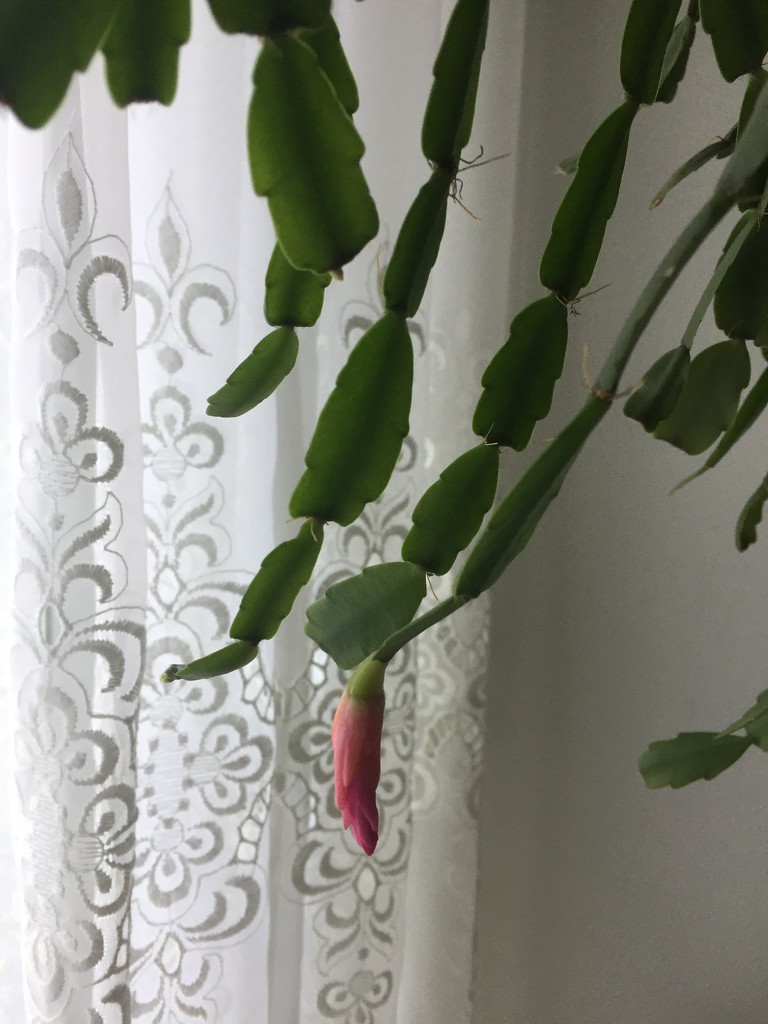 Christmas cactus gets ready to flower  by kchuk