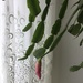 Christmas cactus gets ready to flower  by kchuk