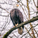 Bald Eagle on 365 Project