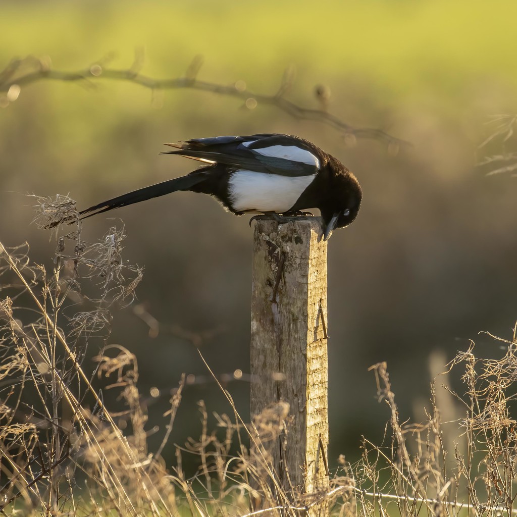 Magpie by shepherdmanswife