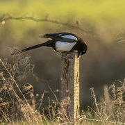 2nd Mar 2021 - Magpie