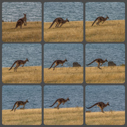 2nd Mar 2021 - A jumping kangaroo