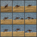A jumping kangaroo by gosia