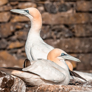 2nd Mar 2021 - Extras - Gannets on the nest