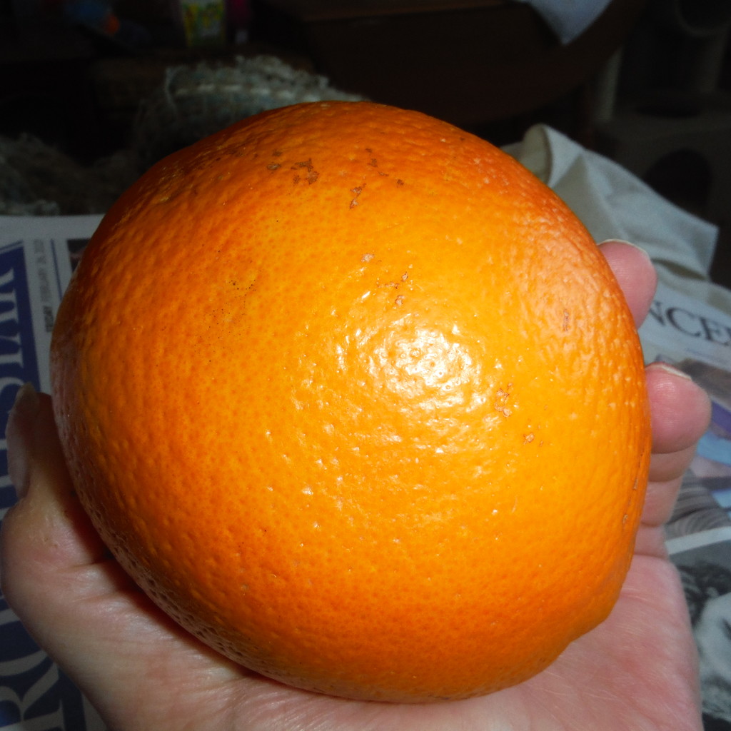 Orange by spanishliz