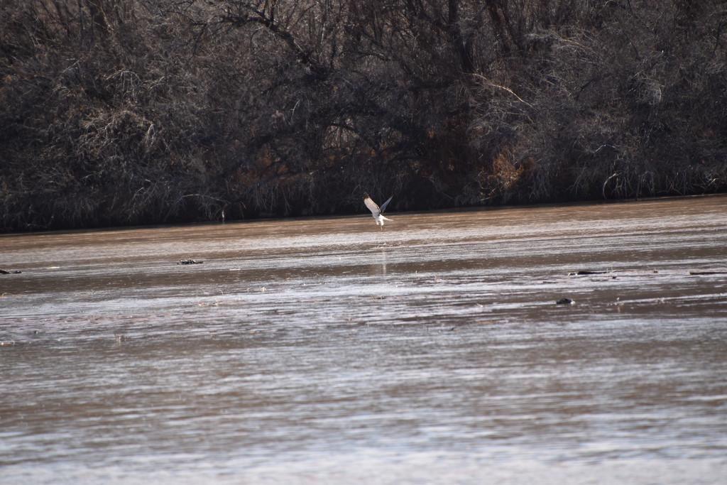 Hawk On The Rio Grande. by bigdad