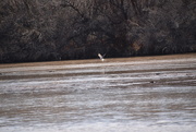 2nd Mar 2021 - Hawk On The Rio Grande.