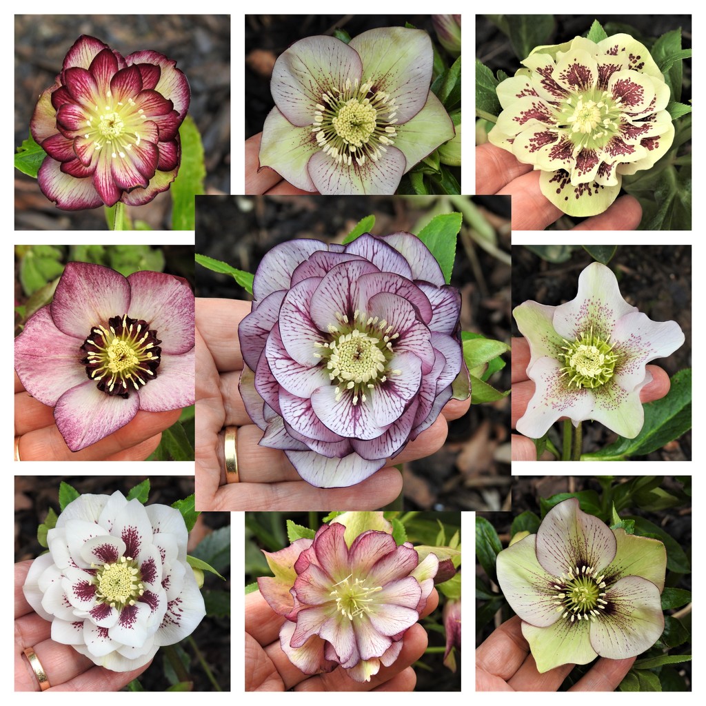  Hellebores - The Full Set by susiemc