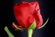 1st Mar 2021 - 🌈 Red Rose