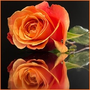2nd Mar 2021 - Orange Rose