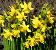 2nd Mar 2021 - Miniature Daffodils