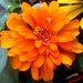 Flower  by linnypinny