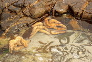 1st Mar 2021 - 2021 03 01 Life in a Rock-pool