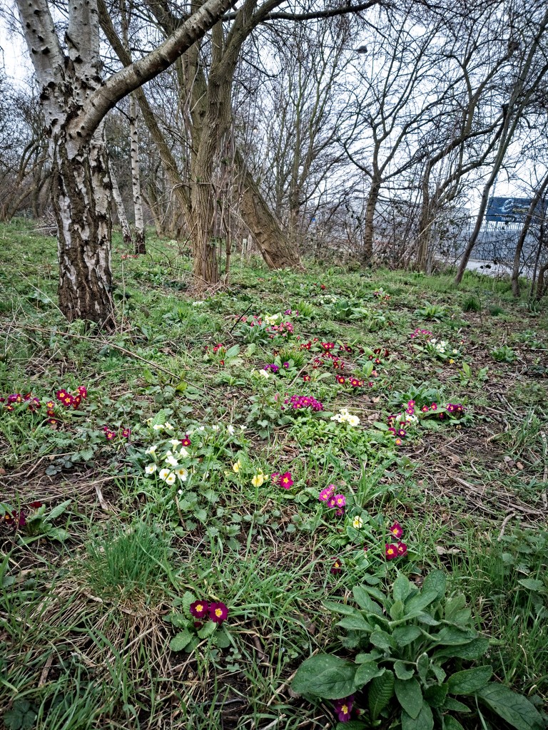Signs of Spring by billyboy