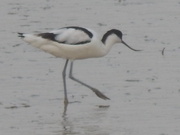 2nd Mar 2021 - Avocet