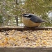 Nuthatch by radiogirl
