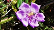 3rd Mar 2021 -  Tibouchina Flower & A Bug ~   