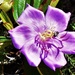  Tibouchina Flower & A Bug ~    by happysnaps