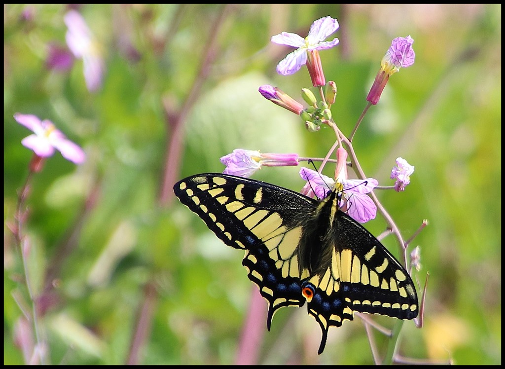 Our First Butterfly Sighting of the year - An Anise Swallowtail by markandlinda