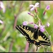 Our First Butterfly Sighting of the year - An Anise Swallowtail by markandlinda