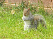 2nd Mar 2021 - Squirrel in Backyard