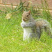 Squirrel in Backyard by sfeldphotos