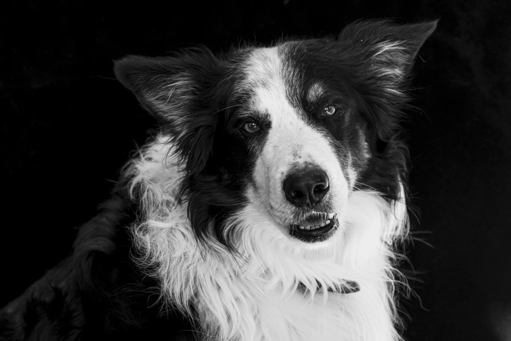 Shadow in Black and White by farmreporter