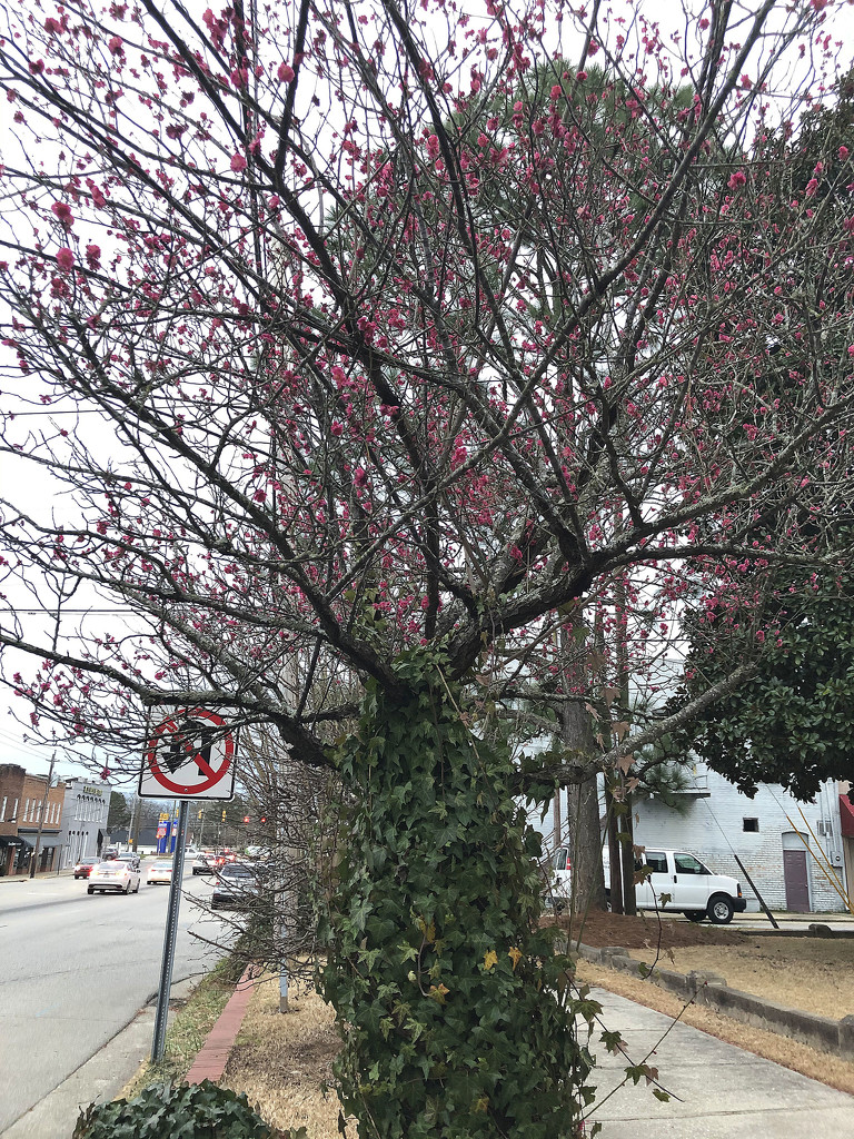 Spring in a small town by homeschoolmom