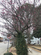 2nd Mar 2021 - Spring in a small town