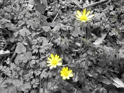 3rd Mar 2021 - Springtime : a flash of yellow