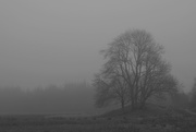 3rd Mar 2021 - a trace of misty morning