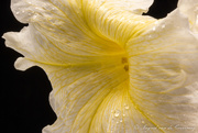 3rd Mar 2021 - Yellow flower