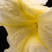 Yellow flower by ingrid01