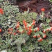 British soldier lichen... by marlboromaam