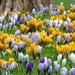 Carpet of Crocuses by fishers