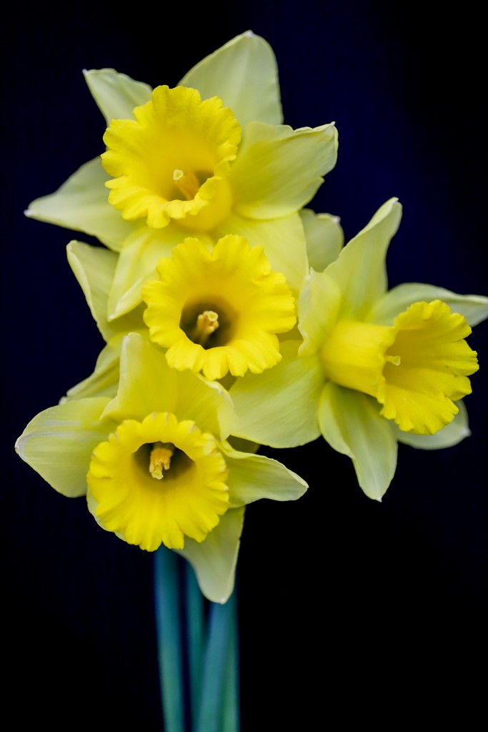 🌈 Yellow Daffodils by phil_sandford
