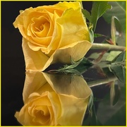 3rd Mar 2021 - Yellow Rose