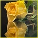 Yellow Rose by shutterbug49
