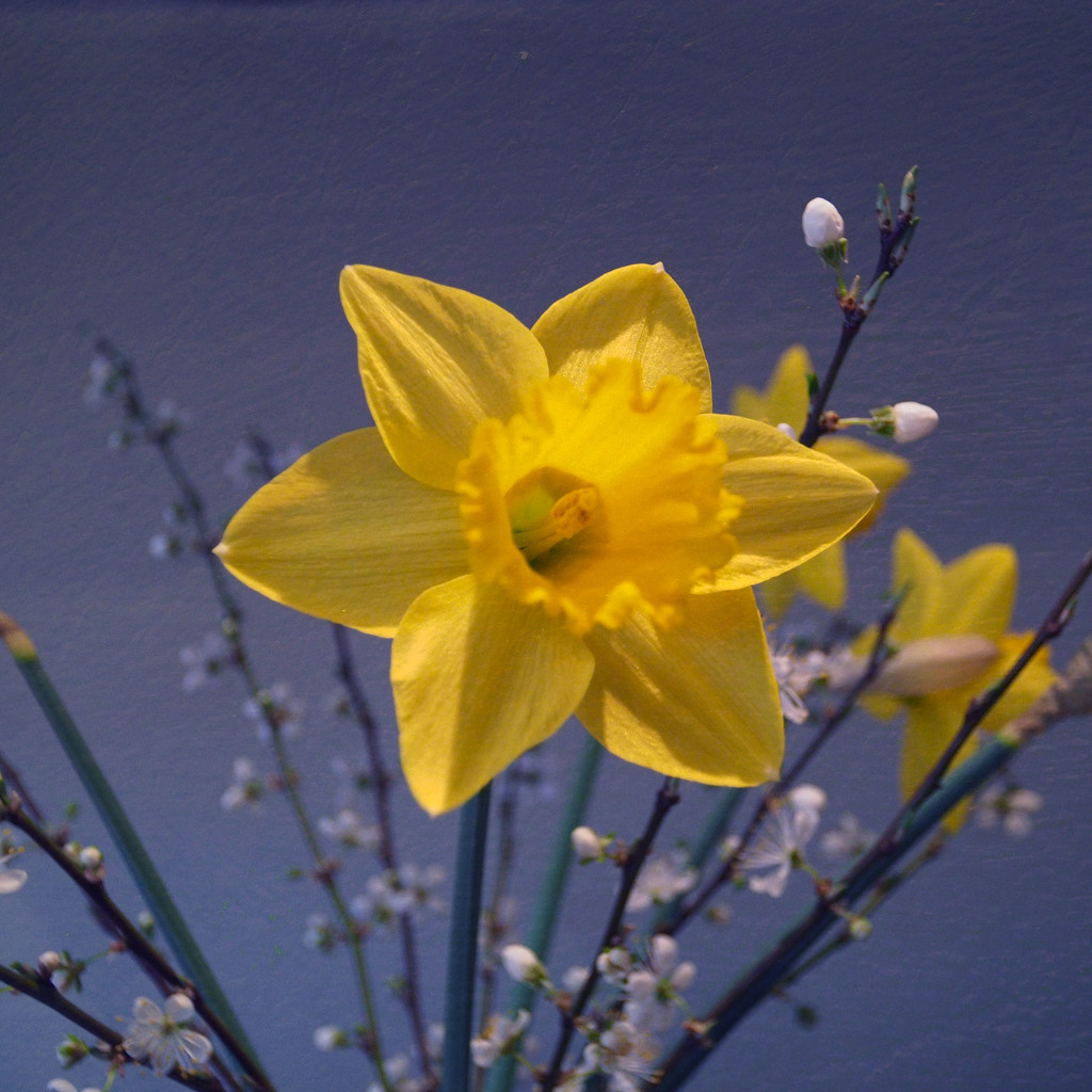 Daffs with Blossom by jon_lip