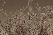 3rd Mar 2021 - branches