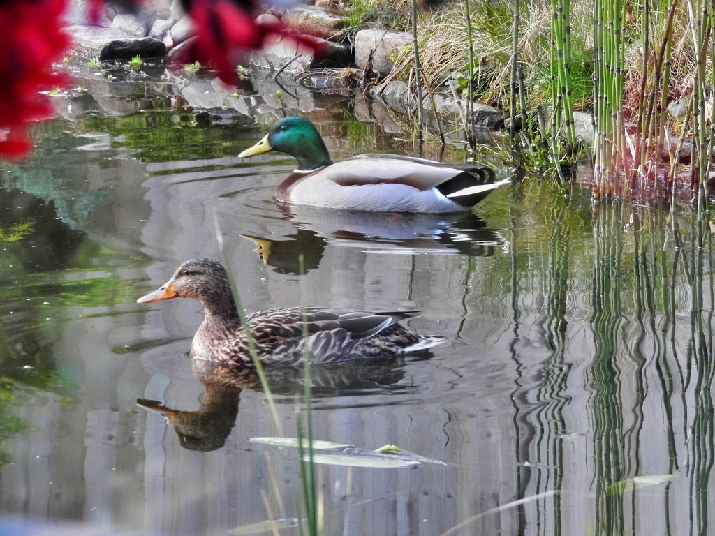   Visiting Ducks  by susiemc