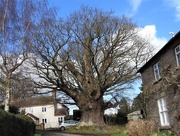 3rd Mar 2021 -  The Great Oak, Eardisley 