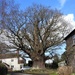  The Great Oak, Eardisley  by susiemc