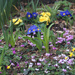 Spring flower bed by 365projectmaxine