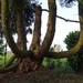 Fascinating tree... by s4sayer