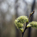 Spring Tree Bud by 365projectorglisa